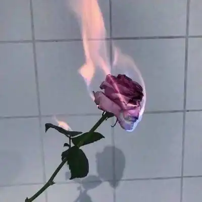  漂亮的玫瑰头像微信头像玫瑰花图片大全