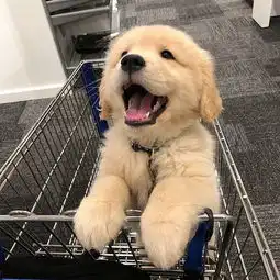  这是来自小金毛muai的笑,会有狗哒