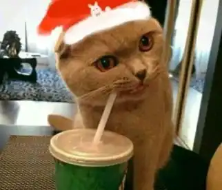  抖音小红帽猫咪圣诞头像大全高清无水印版圣诞帽头像分享