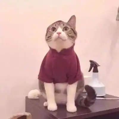  猫咪头像可爱图片萌宠猫咪图片大全可爱