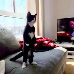 奶牛猫果然是猫界的哈士奇,每次做站立动作后,都会对家里攻击