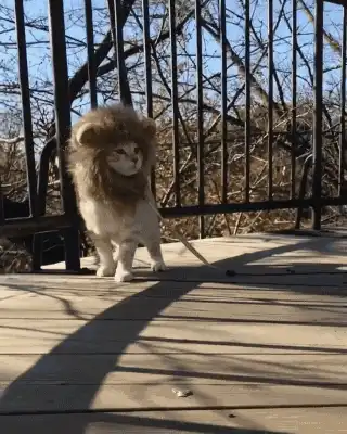  一对大猫情侣在秀恩爱,动物都有对象了