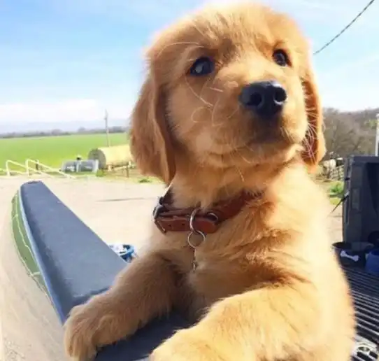  金毛犯错被受罚,主人找到之后鼻涕泡都笑出来了