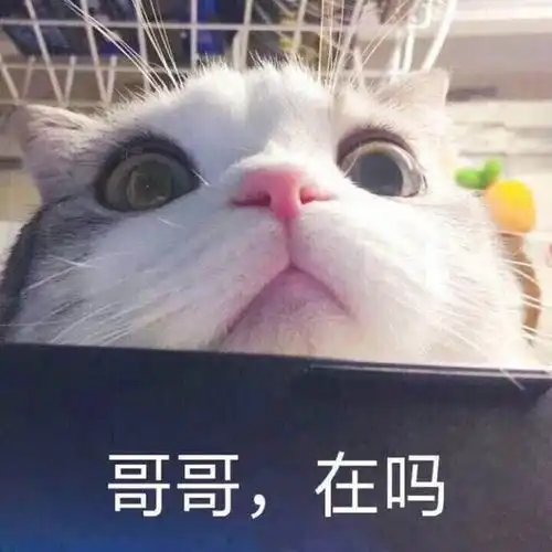 猫咪表情包哥哥在吗要记得找我玩