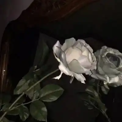  微信头像图片风景花草微信清新头像图片大全