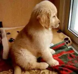  出售一只准备两个月的金毛母的北海猫狗交易北海365