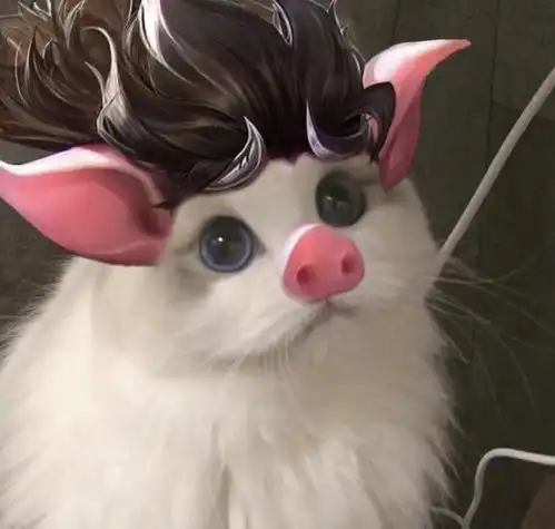 王者荣耀猪八戒猫咪头像