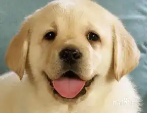  夏天,几点给狗狗洗澡合适