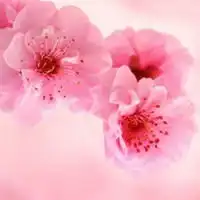  好看桃花头像微信头像图片大全