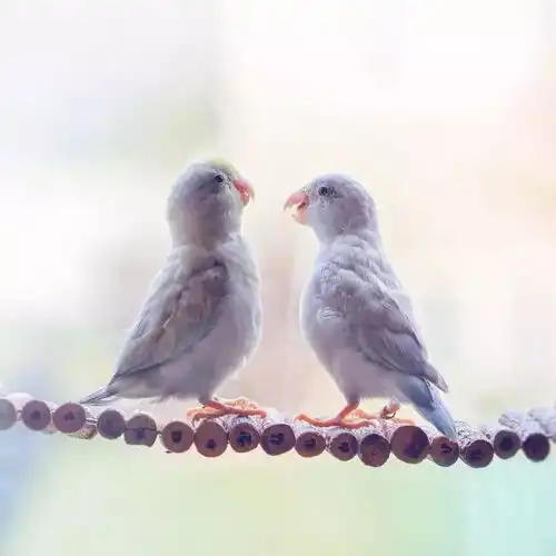  国外动物摄影师镜头下的鸟粮