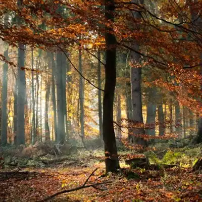  绿色森系风景头像森林里笔直生长的树木