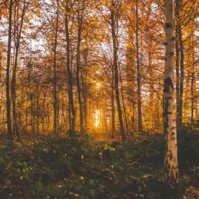  落叶微信头像,深秋的树林落叶风景图片