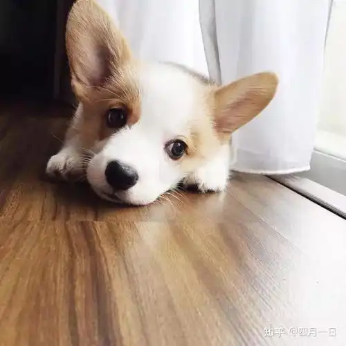  如何判断一只柯基是不是纯种柯基只需要看这6点就可以了