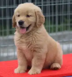  图包品质看狗论价金毛犬,包疫苗,三包有保障成都宠物狗