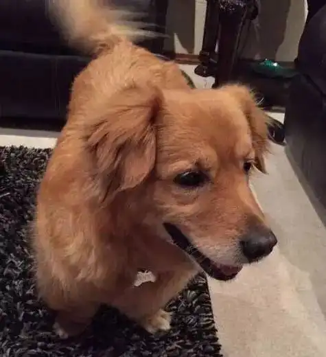  有个网友养了一只金毛和柯基的混种犬,柯基短腿的基因太强大了