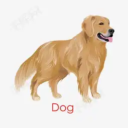  狗狗金毛素材图片免费下载高清卡通手绘psd千库网图片编号5991864