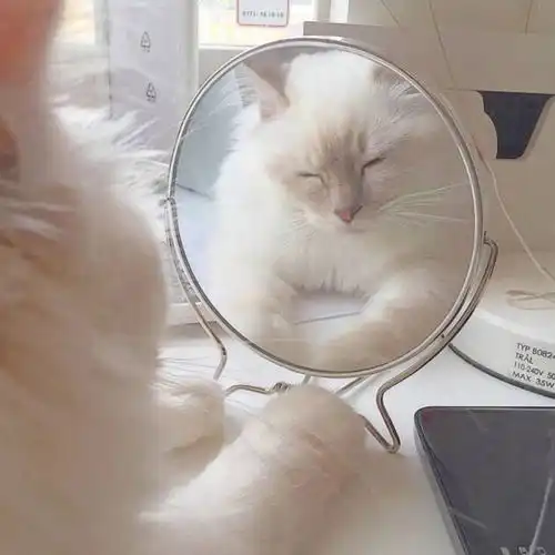  有哪些有意思的社交软件头像