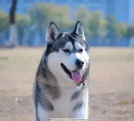  私家定制团挪威斯瓦尔巴群岛小众4日游极光观赏狗拉雪橇雪地摩托斯瓦尔巴特画廊哈士奇野生动物园