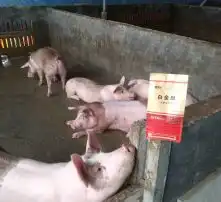  黄页88高清图片