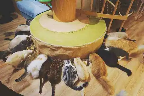  黑暗中几十个男女扮成猫咪,根据气味选择配偶,一场极致猎艳开始