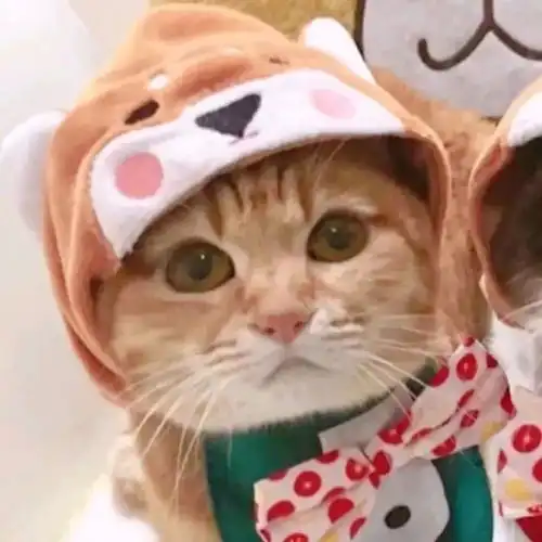  精选100张情侣头像,脱单就靠它了