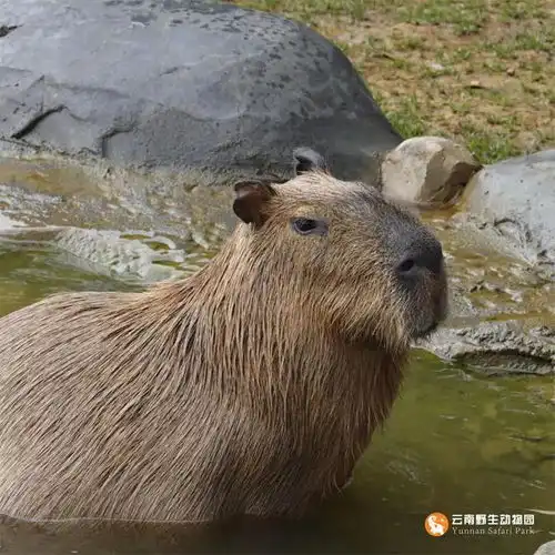 卡皮巴拉发出聚会邀请,蛰就去玩