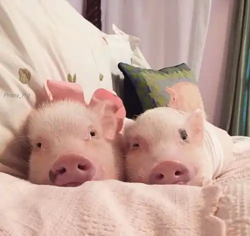  中秋过后桃花旺,恋爱机会多,脱单易如反掌的三大生肖