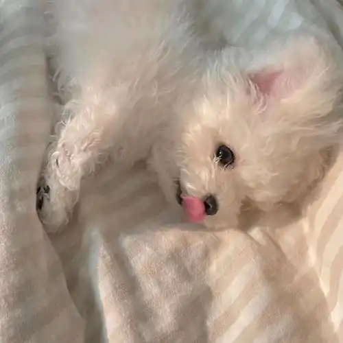  职场丨宠物美容师入坑指南二学艺篇