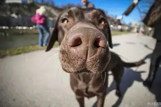 情侣辞职旅行拍动物鼻孔照