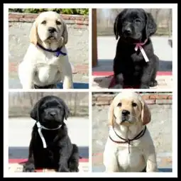  阿里十年之前我还是条小拉布拉多,十年之后你会养我吗