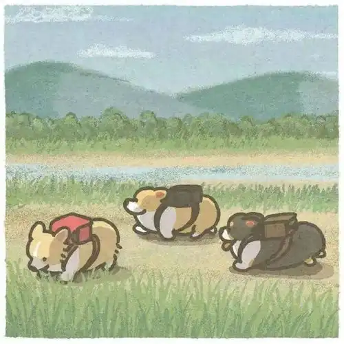  用可爱的小柯基治愈你的不开心imu小猪