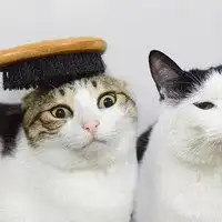  瓜皮和萌萌的情侣头像卡通微信头像图片大全