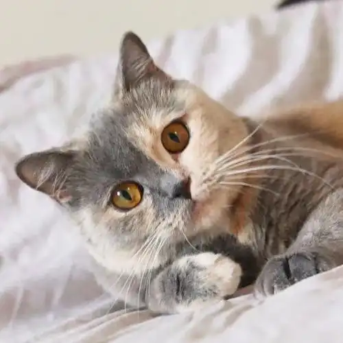  世界上最罕见的双面猫喜当爹在致力传播优秀基因的道路上矢志不渝