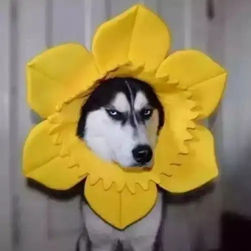  超级沙雕的头像有么