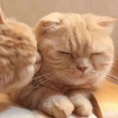  敲可爱的猫咪情头