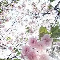  桃花头像图片大全微信头像桃花唯美图片