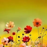  属龙的女人放那种微信头像微信头像图片大全