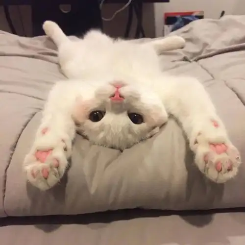  听说你家猫主子已便秘多日猫砂盆你选对了吗