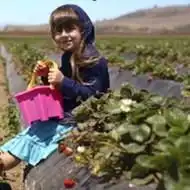  向日葵情侣头像