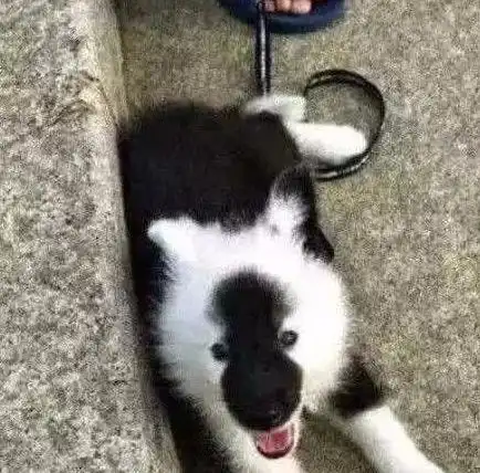  哈士奇和萨摩耶爱情的结晶有煤老板,有二秃子,最后一位太绝望