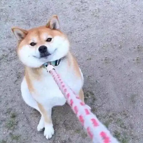  100张超好看的情侣头像甜甜甜到心窝进来拿图