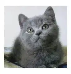  广州哪里买蓝猫纯种家养包子脸蓝猫蓝白包健康疫苗齐