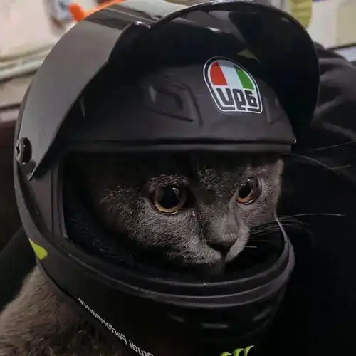  请问大家这个头像是情侣头像吗