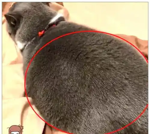 女子故意将猫咪养胖,闺蜜表示不理解,看见一个举动后瞬间明白了