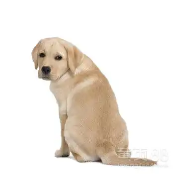  成年拉布拉多犬价格拉布拉多犬幼犬图片纯种拉布拉多犬多少钱-黄页88网