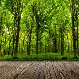  森林背景图片下载免费高清森林背景设计素材图精灵