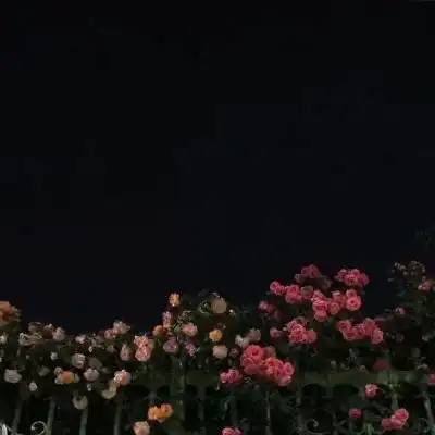  原宿风好看风景花朵好看滤镜调色风景静物头像我要个性网