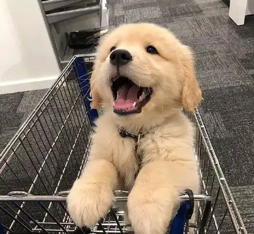 金毛犬小时候真的能暖化人心,萌萌的很可爱,笑容真是治愈
