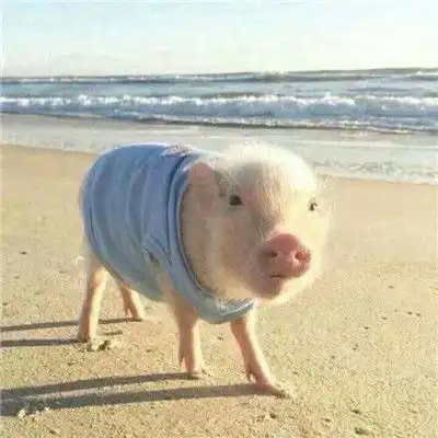  可爱小猪情头一左一右愿做你一辈子的猪