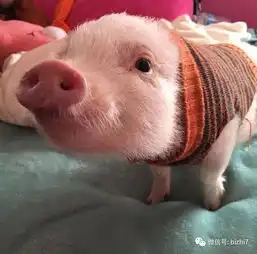  宠物猪头像,猪的头像萌的微信头像